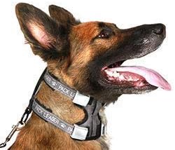 Cesar Millan Pack Leader Collar™ - Training Collar of The Dog Whisperer (Large, Blue)