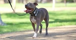 Cesar Millan Pack Leader Collar™ - Training Collar of The Dog Whisperer (Large, Blue)