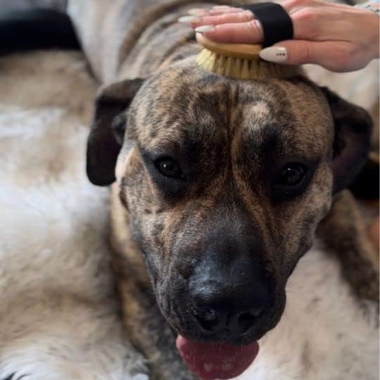 Premium Bamboo Palm Brush for Dogs and Cats Grooming - Brush for Dogs and Cats with Short Hair - Massage Dogs and Cats Brush