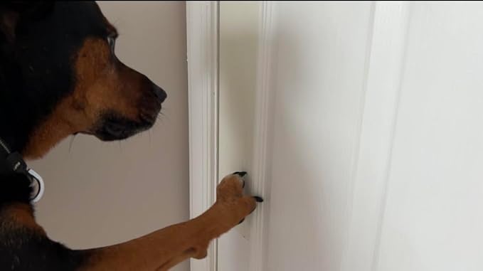 Transparent Scratch Shield Claw File Protention Tape for Furniture, Windows, Floors & Walls- Anti Scratch Furniture Protector and File -10 feet Self-Adhesive Tape for Cats & Dogs (File)