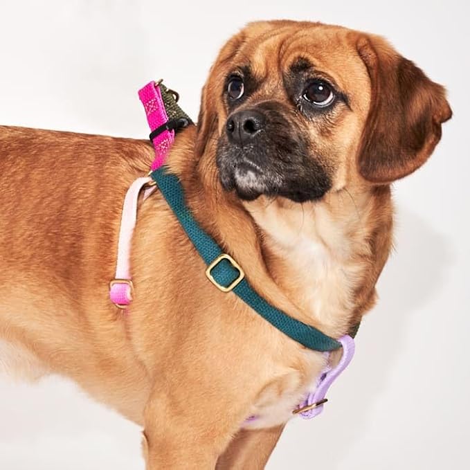 FOUND MY ANIMAL - The Original Jolie Webbing Cotton Cat & Dog Harness (Small) - Hand Dyed & Crafted Dog Harness - Adjustable, Pet Harness with Solid Brass Rings & Buckle Dog Training Harness