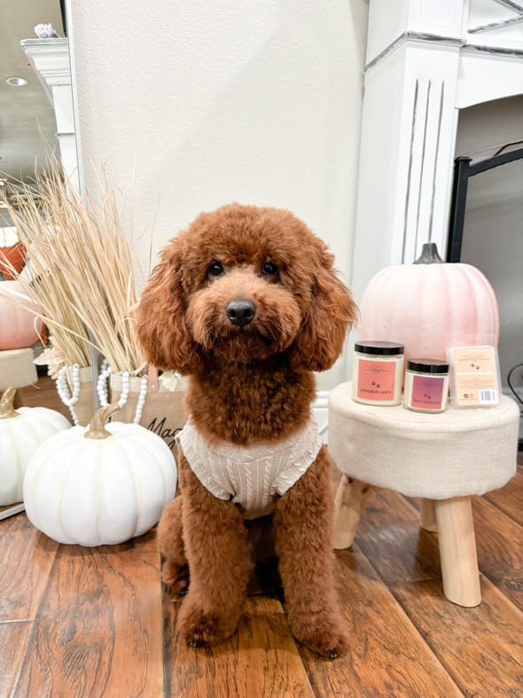 Pet Safe All Natural Soy Wax Melts - Non-Toxic, Dog & Cat Friendly, Odor Eliminator (Pumpkin Pecan Waffles)