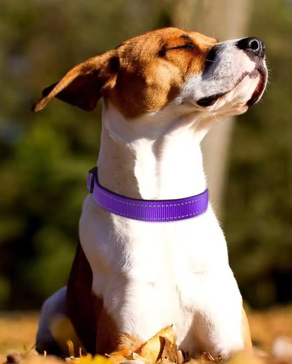 Generic Reflective Dog Collar,Soft Neoprene Padded Breathable Nylon Pet Collar Adjustable for Large Dogs,Blue,L