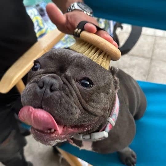 Premium Bamboo Palm Brush for Dogs and Cats Grooming - Brush for Dogs and Cats with Short Hair - Massage Dogs and Cats Brush
