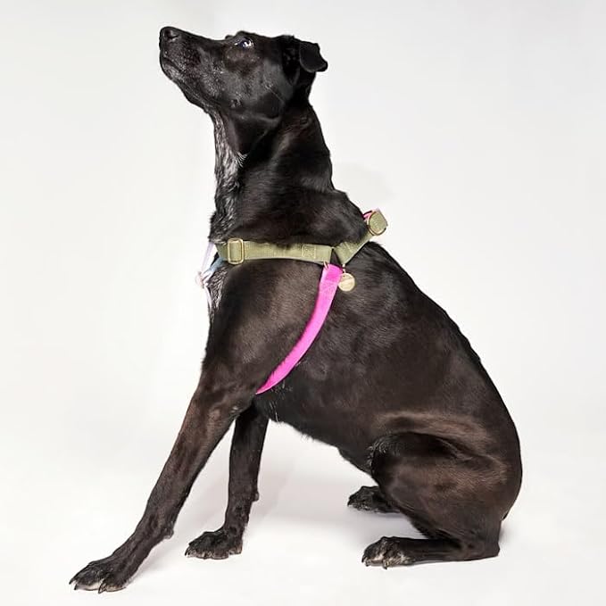 FOUND MY ANIMAL - The Original Jolie Webbing Cotton Cat & Dog Harness (Small) - Hand Dyed & Crafted Dog Harness - Adjustable, Pet Harness with Solid Brass Rings & Buckle Dog Training Harness