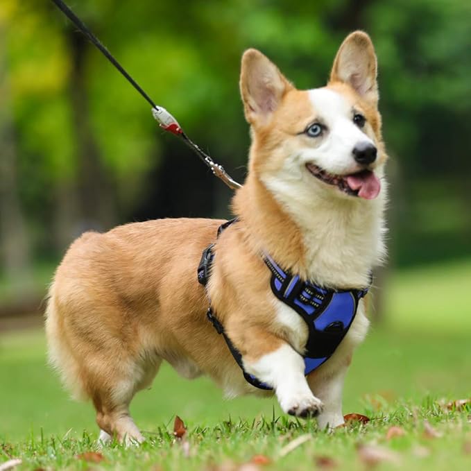 rabbitgoo Dog Harness, No-Pull Pet Harness with 2 Leash Clips, Adjustable Soft Padded Dog Vest, Reflective No-Choke Pet Oxford Vest with Easy Control Handle for Small Dogs, Dazzling Blue, S
