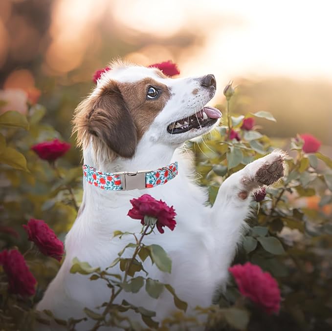 Lionet Paws Dog Collar, Comfortable Adjustable Cute Collar with Metal Buckle for Male Female Dogs Gift, Rose, XLarge, Neck 16-26 inches