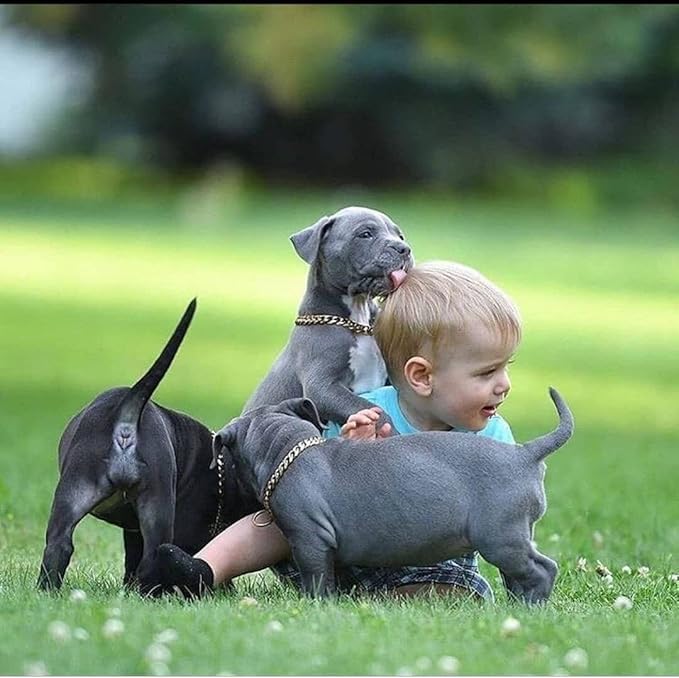 Gold Dog Chain Collar,18K Gold Plated Stainless Steel Cuban Link Chain Necklace Collar for Medium Dogs(Length - 18'')