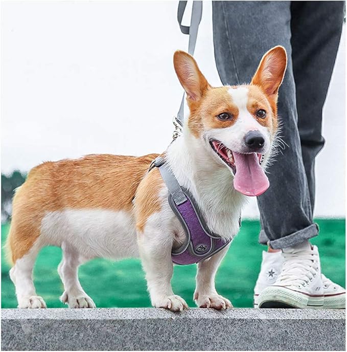 Step-in Dog Harness, Adjustable Reflective Small Dog Harness and Leash Set, Soft Air Mesh Vest Kit for Small Medium Breed Puppy and Cats