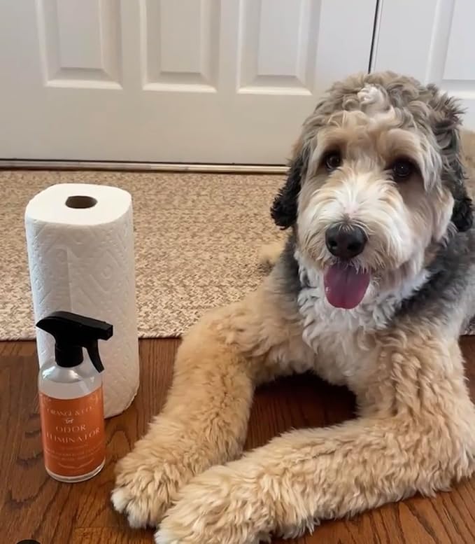 Orange & Co. Traditional Pet Odor Eliminator - Strong Citrus Formula for Stubborn Dog and Cat Pee Odors on Carpet, Furniture, and Indoor/Outdoor Floors - Deodorizer - 16 Fluid Ounces - Puppy Supplies