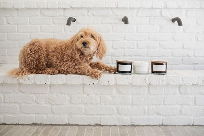 Sand + Paws Scented Candle - Gardenia - Additional Scents and Sizes –Luxurious Air Freshening Jar Candles Neutralize pet Odors and Enhance Home décor – 100% Cotton Lead-Free Wicks - 12 oz