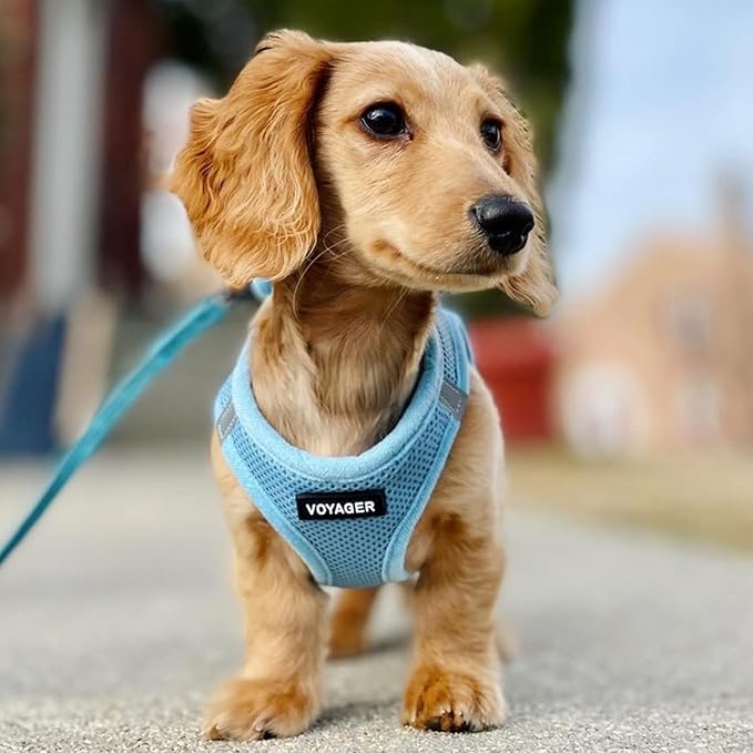 Voyager Step-In Air Dog Harness - All Weather Mesh, Reflective, No Pull Harness for Small, Medium Dogs, Cats - Secure with Hook & Loop Fastener, Buckle, Double D-Rings - Baby Blue, XXS