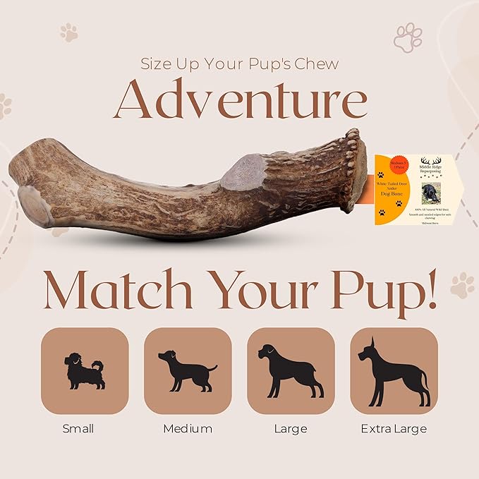 Premium White Tail Deer Antler Dog Chews, 100% All Natural, Naturally Shed Antlers, Select Cut to Size, Sanded Smooth, Dog Bones (1 Pack) (Extra Large)