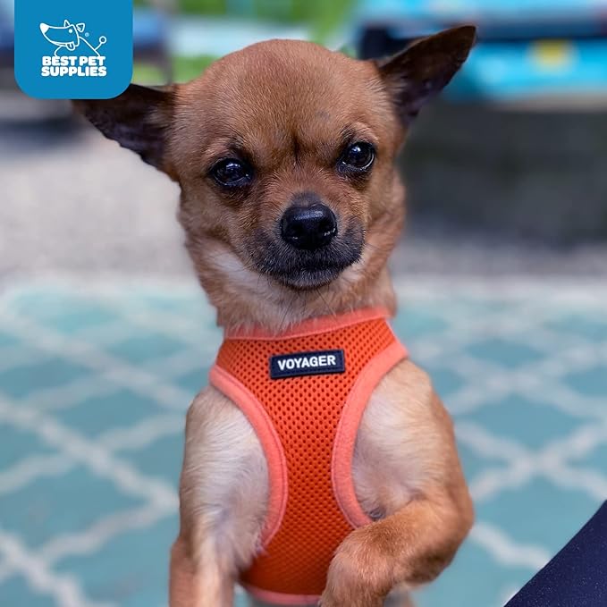 Voyager Step-In Air Dog Harness - All Weather Mesh, Reflective, No Pull Harness for Small, Medium Dogs, Cats - Secure with Hook & Loop Fastener, Buckle, Double D-Rings - Orange, XXXS