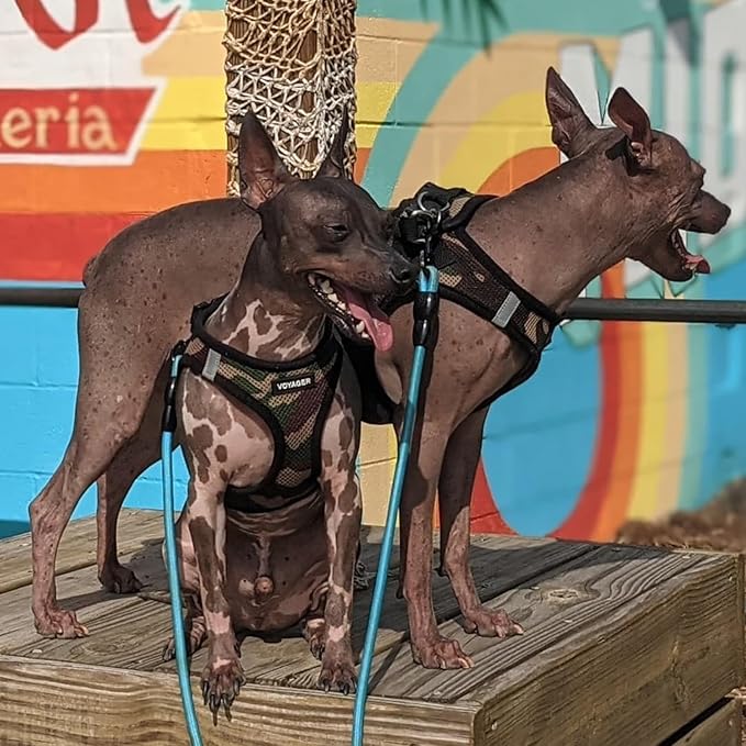 Voyager Step-In Air Dog Harness - All Weather Mesh, Reflective, No Pull Harness for Small, Medium Dogs, Cats - Secure with Hook & Loop Fastener, Buckle, Double D-Rings - Army/Black Trim, XXXS