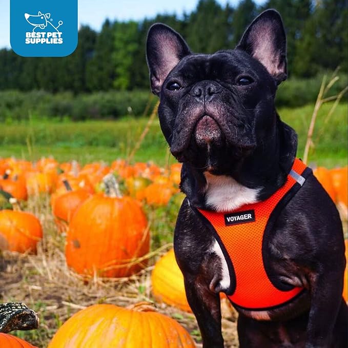 Voyager Step-in Air Dog Harness - All Weather Mesh, Reflective, No Pull Harness for Small, Medium Dogs, Cats - Secure with Hook & Loop Fastener, Buckle, Double D-Rings - Orange/Black Trim, XXXS