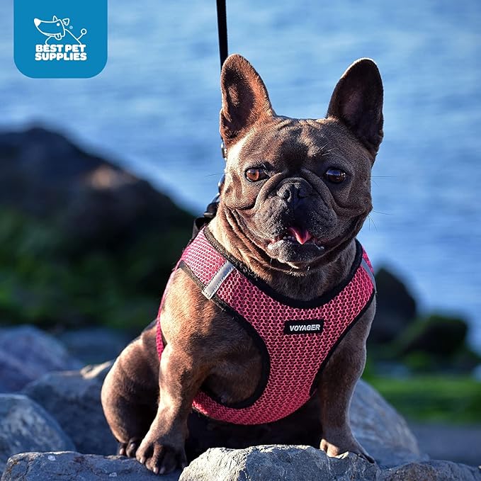 Voyager Step-in Air Dog Harness - All Weather Mesh, Reflective, No Pull Harness for Small, Medium Dogs, Cats - Secure with Hook & Loop Fastener, Buckle, Double D-Rings - Purple/Black Trim, L