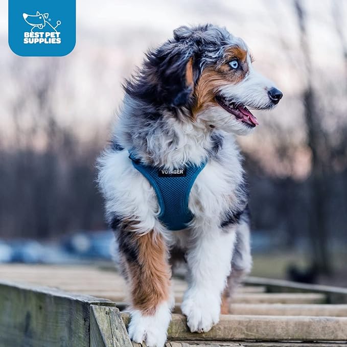 Voyager Step-In Air Dog Harness - All Weather Mesh, Reflective, No Pull Harness for Small, Medium Dogs, Cats - Secure with Hook & Loop Fastener, Buckle, Double D-Rings - Turquoise, XXS
