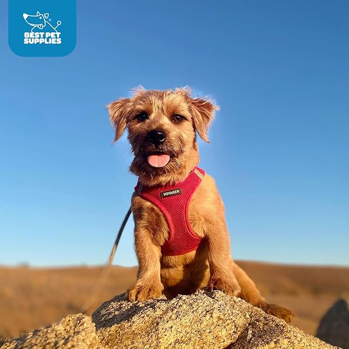 Voyager Step-In Air Dog Harness - All Weather Mesh, Reflective, No Pull Harness for Small, Medium Dogs, Cats - Secure with Hook & Loop Fastener, Buckle, Double D-Rings - Red, XXS