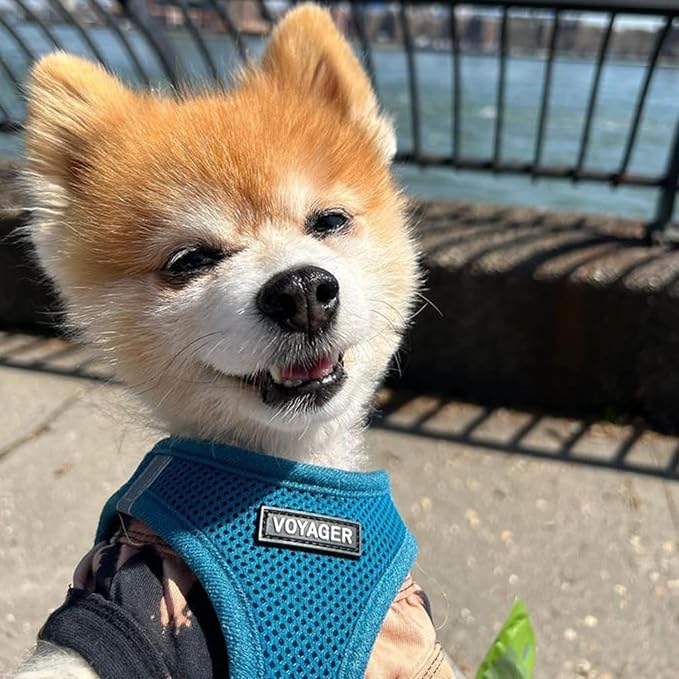 Voyager Step-In Air Dog Harness - All Weather Mesh, Reflective, No Pull Harness for Small, Medium Dogs, Cats - Secure with Hook & Loop Fastener, Buckle, Double D-Rings - Turquoise, XXS