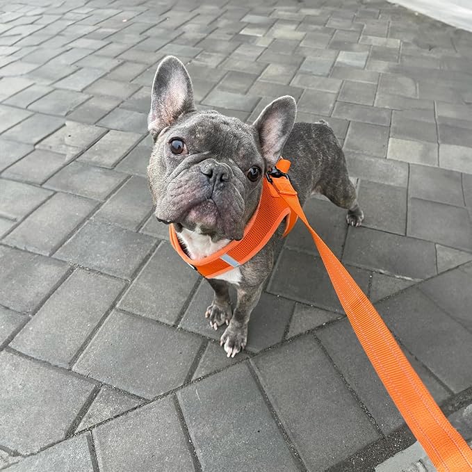 Voyager Reflective Dog Leash with Neoprene Handle, 6ft Long, Supports Small, Medium, and Large Breed Puppies, Cute and Heavy Duty for Walking, Running, and Training - Orange, L