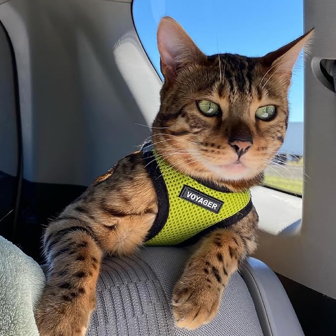 Voyager Step-in Air Dog Harness - All Weather Mesh, Reflective, No Pull Harness for Small, Medium Dogs, Cats - Secure with Hook & Loop Fastener, Buckle, Double D-Rings - Lime Green/Black Trim, XXS