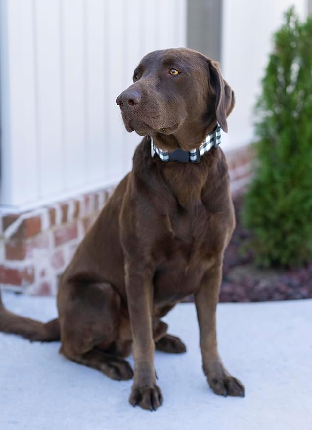 Country Brook Petz - Deluxe Black & White Buffalo Plaid Dog Collar - Made in The U.S.A. - Plaid and Argyle Collection Featuring Charming Designs (5/8 Inch, Small)