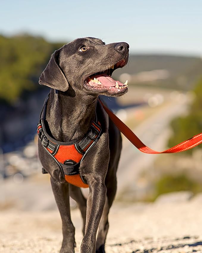 Joytale No Pull Dog Harness for Small Dogs, Reflective Pet Vest with Front Clip, Adjustable Soft Padded Harnesses with Easy Control Handle for Training and Walking, Orange, S