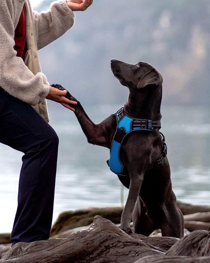 Joytale No Pull Dog Harness for Large Dogs, Reflective Pet Vest with Front Clip, Adjustable Soft Padded Harnesses with Easy Control Handle for Training and Walking, Sky Blue, L