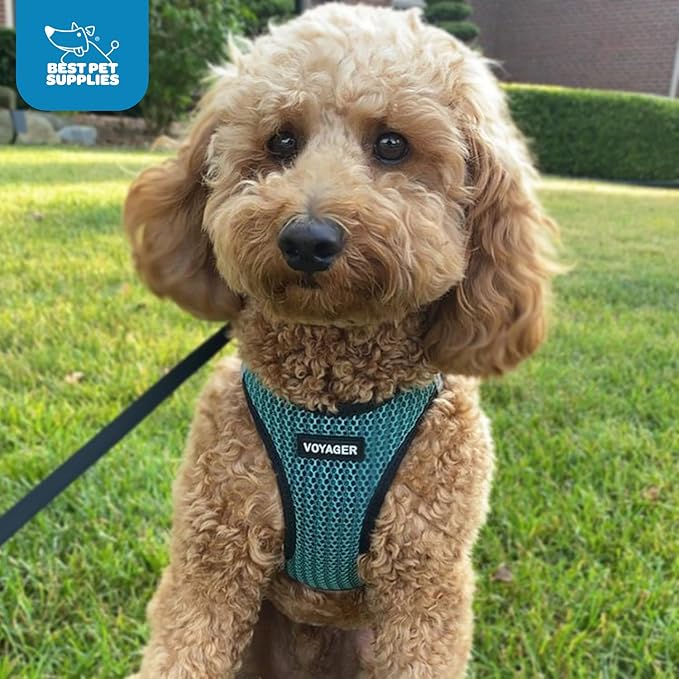 Voyager Step-in Air Dog Harness - All Weather Mesh, Reflective, No Pull Harness for Small, Medium Dogs, Cats - Secure with Hook & Loop Fastener, Buckle, Double D-Rings - Turquoise 2-Tone, S