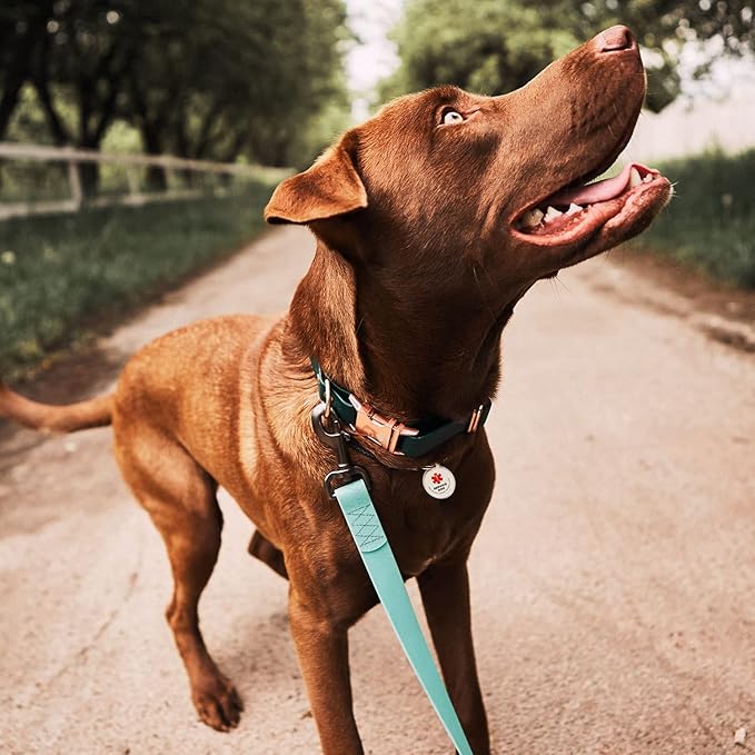 QR Code Pet Tag Service Dog ID - ESA - Emotional Support Service Dog Name Tags (Service Dog, S)