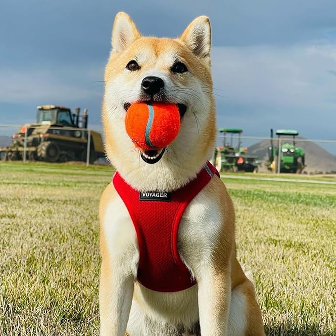 Voyager Step-In Air Dog Harness - All Weather Mesh, Reflective, No Pull Harness for Small, Medium Dogs, Cats - Secure with Hook & Loop Fastener, Buckle, Double D-Rings - Red, XXS