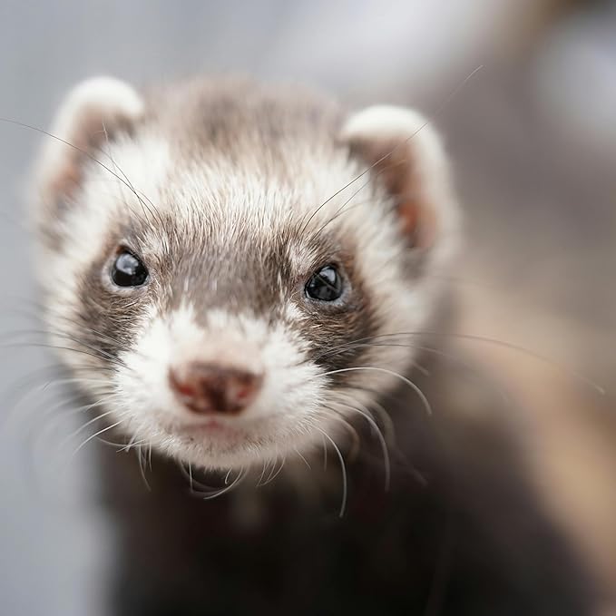 Petpost | Ferret Shampoo - Powerful Deodorizing Shampoo for Ferrets and Small Animals - Naturally Effective Healthy Skin & Coat Formula (8 oz., Shampoo)