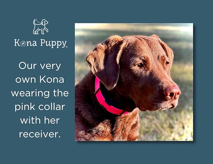 Waterproof E-Collar Replacement Strap Dog Collar for Invisible Fence/ecollar - Easy On Bungee (1" Wide, Blue)