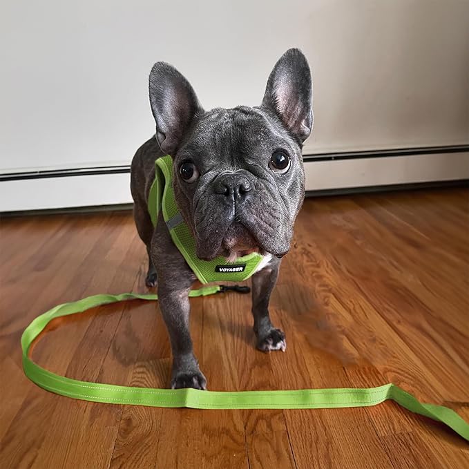 Voyager Reflective Dog Leash with Neoprene Handle, 6ft Long, Supports Small, Medium, and Large Breed Puppies, Cute and Heavy Duty for Walking, Running, and Training - Lime, L