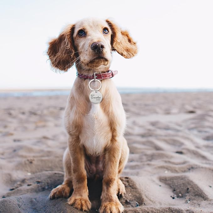 BESPORTBLE 4pcs Pet Id Dog Tags Pet Collar Tags Pet Tags Dog Identification Tags Cat Collar Tag Puppy Tag Labels -Lost Pet Tag Pendant Stainless Steel European and American