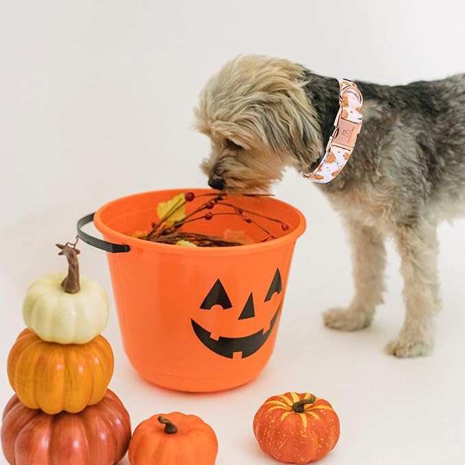 Lionheart glory Dog Collar Halloween Collar Dog Fall Dog Collars, Adjustable Heavy Duty Dog Collar for Large Dogs Pumpkin Collar Dog