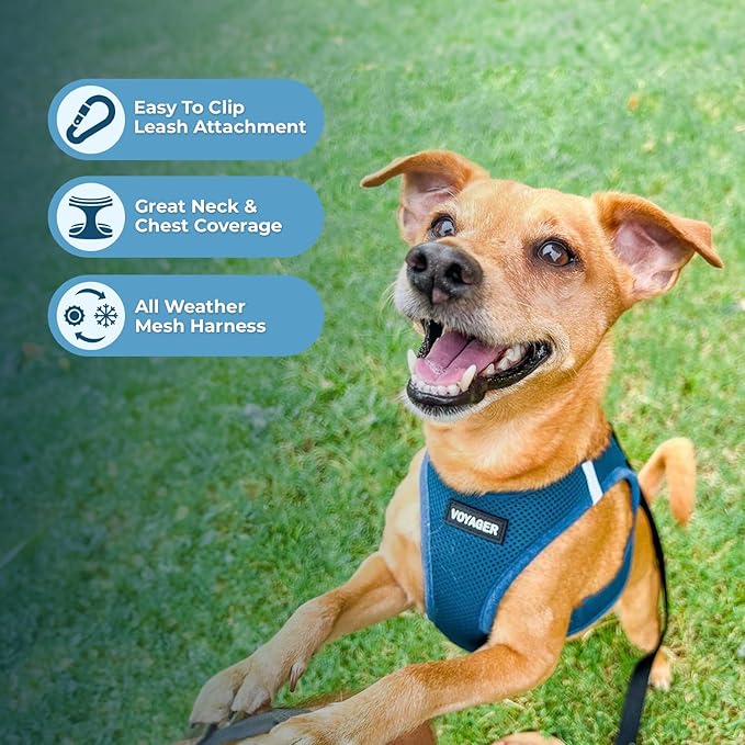 Voyager Step-In Air Dog Harness - All Weather Mesh, Reflective, No Pull Harness for Small, Medium Dogs, Cats - Secure with Hook & Loop Fastener, Buckle, Double D-Rings - Turquoise, XXS