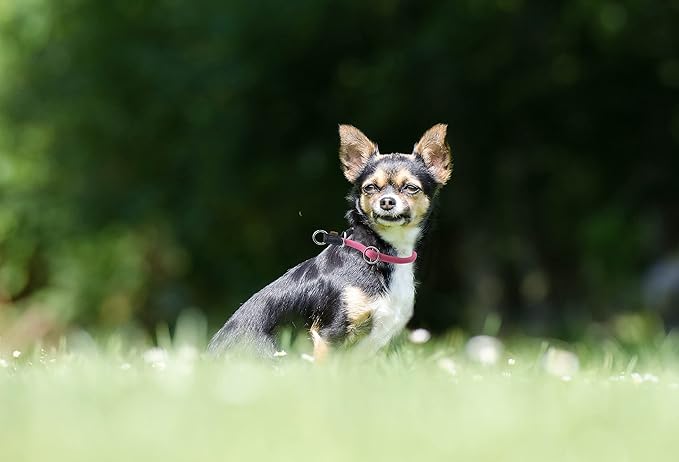 Braided Rope Collar, Pro Training Dog Collar, No Pull Round Martingale Collar, Slip Collar with Slidable Stop Ring - Ideal for Extra Small Dogs (XS (1/4") - 14" Long, Pink)