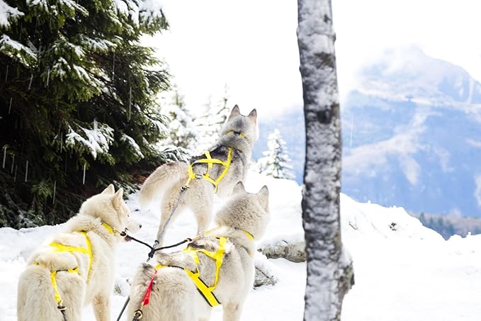 Neewa Pro Sled Dog Harness (Yellow, XXX- Large (Neck 22 Chest 38 Back 26))