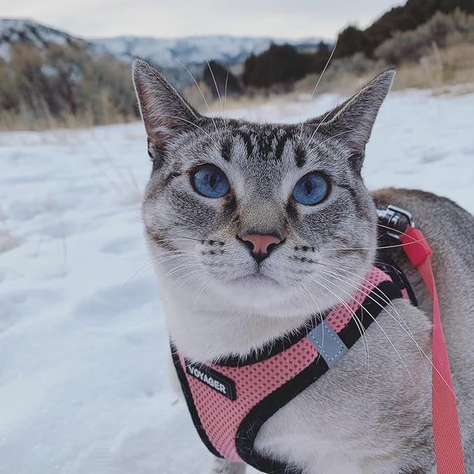 Voyager Step-In Air Dog Harness - All Weather Mesh, Reflective, No Pull Harness for Small, Medium Dogs, Cats - Secure with Hook & Loop Fastener, Buckle, Double D-Rings - Pink/Black Trim, XXS