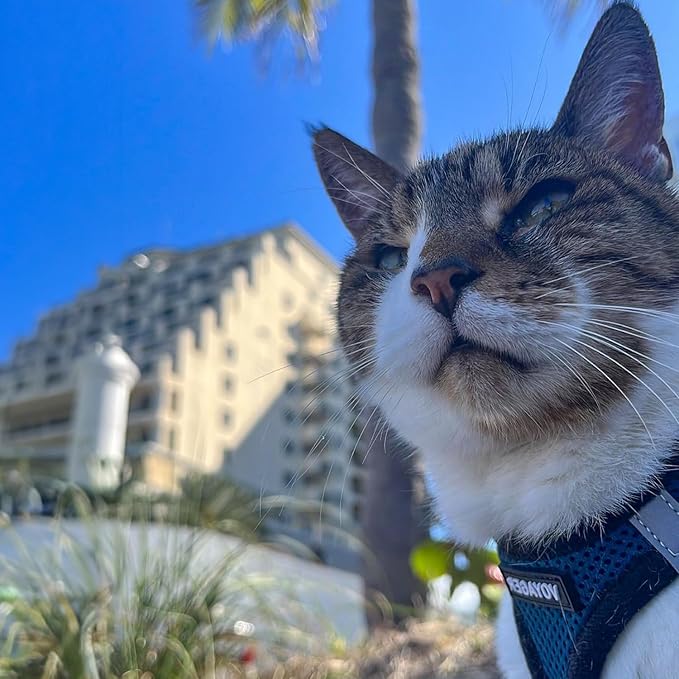 Voyager Step-in Air Dog Harness - All Weather Mesh, Reflective, No Pull Harness for Small, Medium Dogs, Cats - Secure with Hook & Loop Fastener, Buckle, Double D-Rings - Blue/Black Trim, S