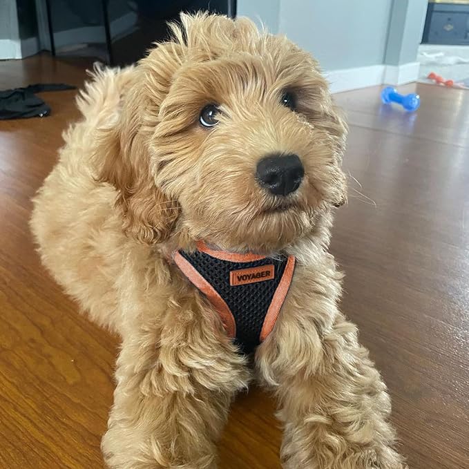 Voyager Step-in Air Dog Harness - All Weather Mesh, Reflective, No Pull Harness for Small, Medium Dogs, Cats - Secure with Hook & Loop Fastener, Buckle, Double D-Rings - Black/Orange Trim, L