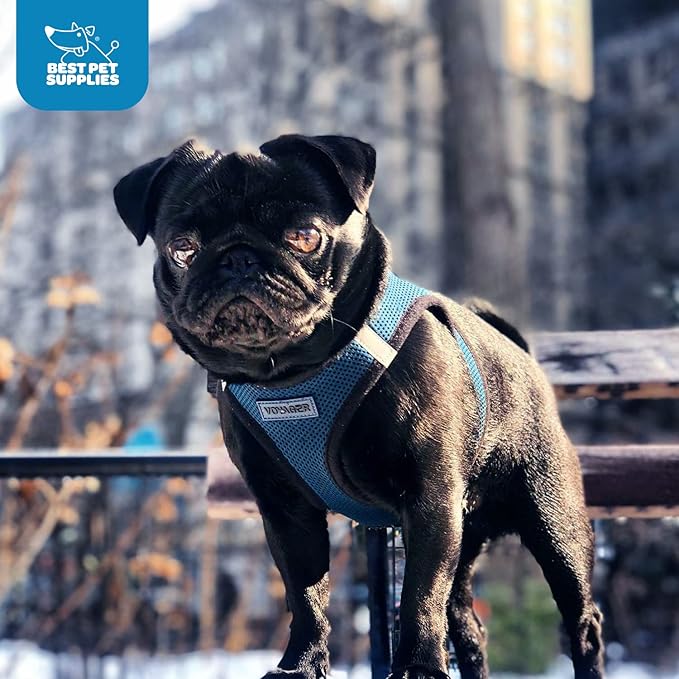 Voyager Step-in Air Dog Harness - All Weather Mesh, Reflective, No Pull Harness for Small, Medium Dogs, Cats - Secure with Hook & Loop Fastener, Buckle, Double D-Rings - Blue/Black Trim, S