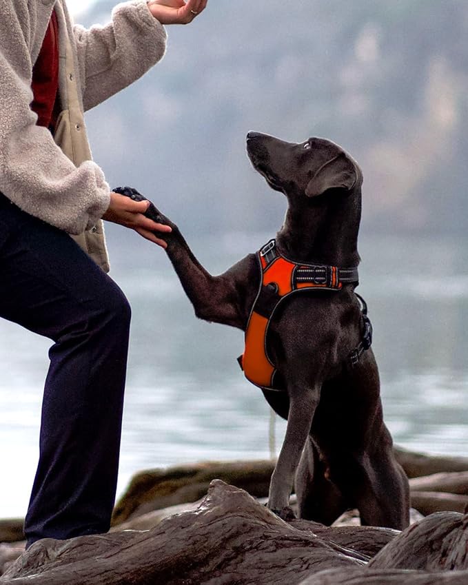 Joytale No Pull Dog Harness for Small Dogs, Reflective Pet Vest with Front Clip, Adjustable Soft Padded Harnesses with Easy Control Handle for Training and Walking, Orange, S