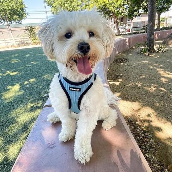 Voyager Step-in Air Dog Harness - All Weather Mesh, Reflective, No Pull Harness for Small, Medium Dogs, Cats - Secure with Hook & Loop Fastener, Buckle, Double D-Rings - Baby Blue/Black Trim, L