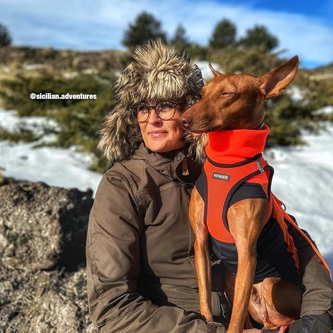 Voyager Step-in Air Dog Harness - All Weather Mesh, Reflective, No Pull Harness for Small, Medium Dogs, Cats - Secure with Hook & Loop Fastener, Buckle, Double D-Rings - Orange/Black Trim, S