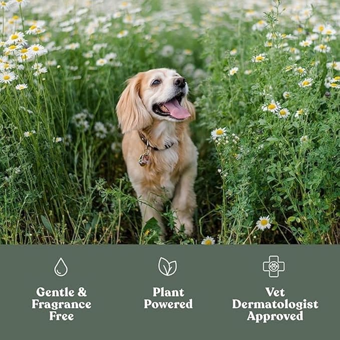 Dandylion Fresh Coat No Rinse Dog Shampoo | Waterless Daily Cleansing Spray for Clean & Fresh Coat | Gentle & Cruelty-Free Dry Shampoo for Dogs | Plant-Based, Fragrance Free & Vet Approved | 8.4 fl oz