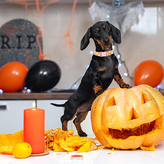 Lionheart glory Halloween Dog Collars Pumpkin Dog Collar Heavy Duty Adjustable Fall Dog Collar for Small Collar Dog Female or Male Dog Collar