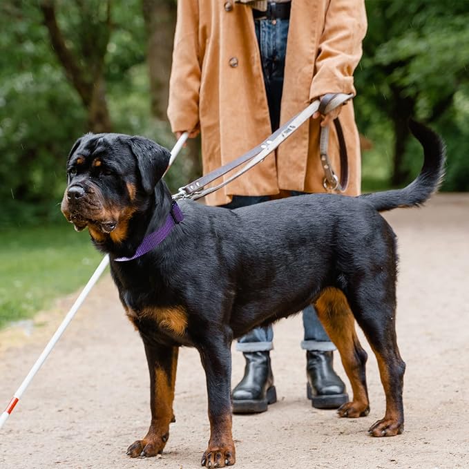 Martingale Collar for Training Dogs. Adjustable Reflective Collars with Buckle-USA Flag- NO Pull-Prevents Slipping Out, for Medium Large XL Dogs. Helps with Strong pullers(XL, Purple)
